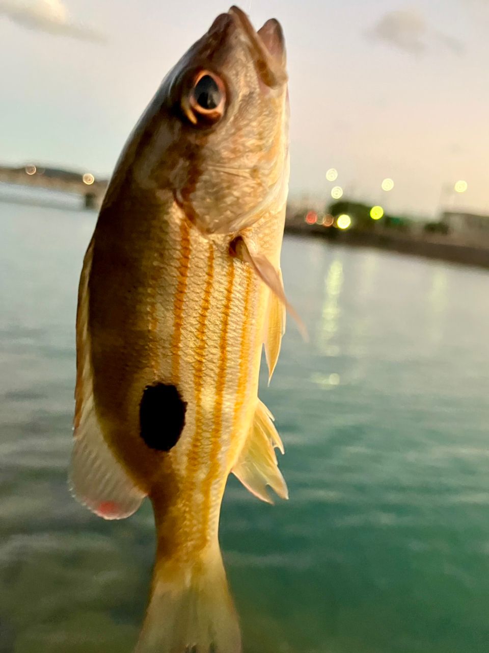 クロホシフエダイ