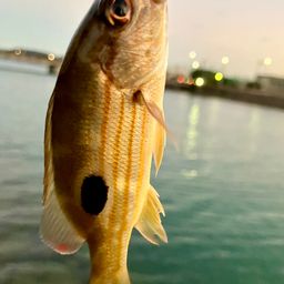 クロホシフエダイ