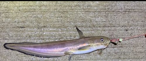 ゴンズイの釣果