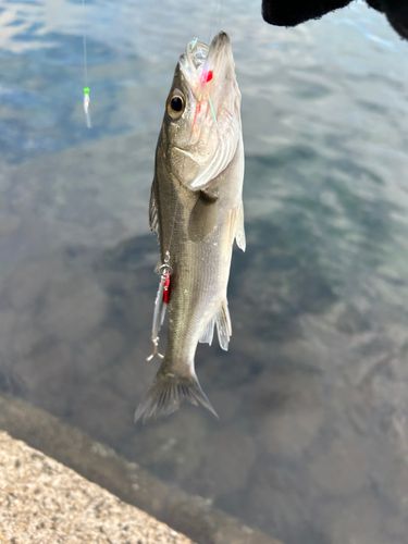 セイゴ（ヒラスズキ）の釣果