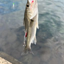 セイゴ（ヒラスズキ）