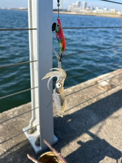 ヒイカの釣果