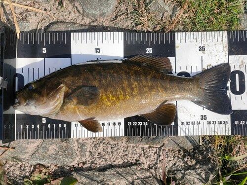 スモールマウスバスの釣果