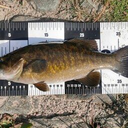 スモールマウスバス