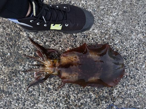 アオリイカの釣果