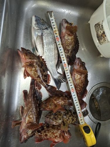 カサゴの釣果