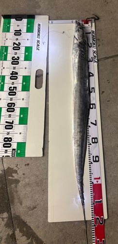 タチウオの釣果