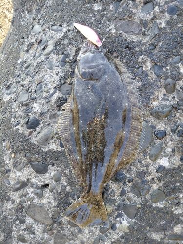 ヒラメの釣果