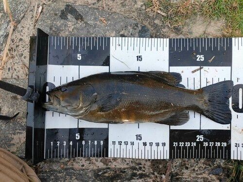 スモールマウスバスの釣果