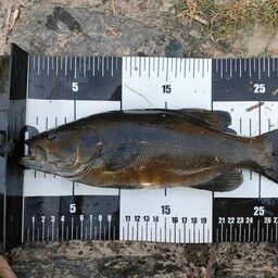 スモールマウスバス