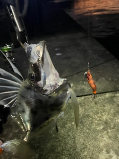 カガミダイの釣果