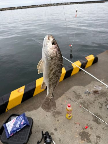 イシモチの釣果