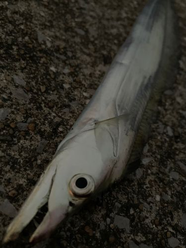 タチウオの釣果