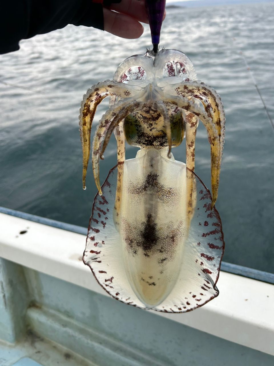 DAIWA 21エメラルダス MX ボート 65MLS-Sの最安値・インプレ・釣果