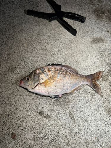 ウミタナゴの釣果