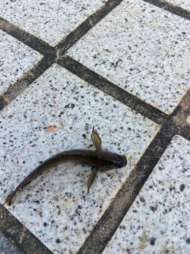 イソギンポの釣果