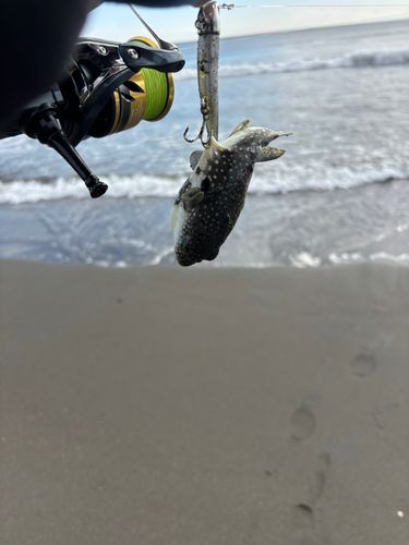 フグの釣果