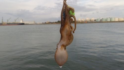 イイダコの釣果