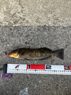 アブラコの釣果