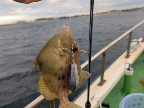 カワハギの釣果