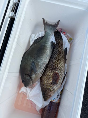 グレの釣果