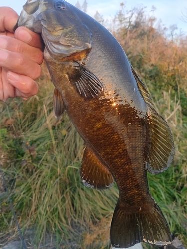 スモールマウスバスの釣果