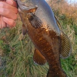 スモールマウスバス