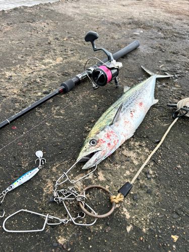 サゴシの釣果