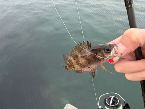 メバルの釣果