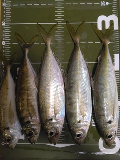 アジの釣果