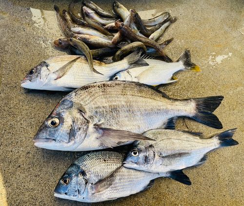 クロダイの釣果