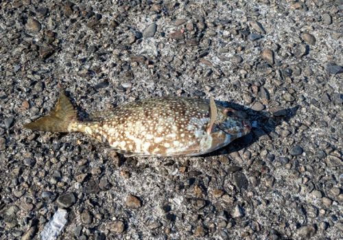 オオモンハタの釣果