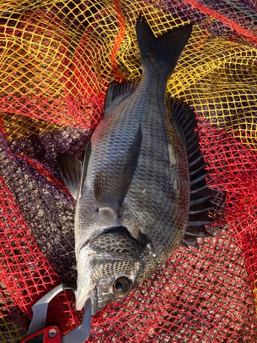 チヌの釣果