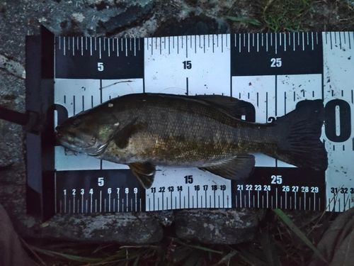 スモールマウスバスの釣果