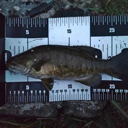 スモールマウスバス