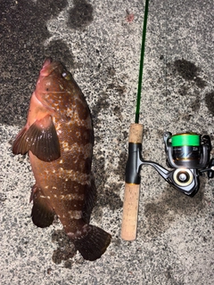 キジハタの釣果