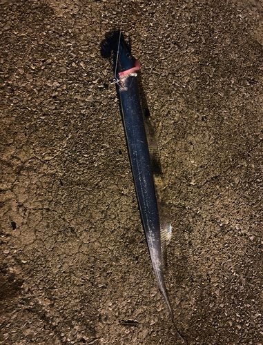 タチウオの釣果