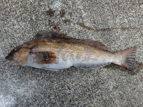 アイナメの釣果