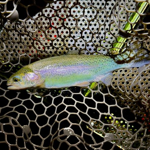 ニジマスの釣果