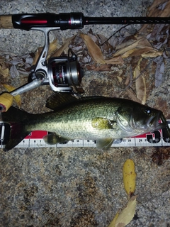 ラージマウスバスの釣果