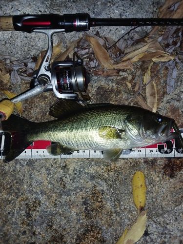 ラージマウスバスの釣果