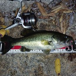 ラージマウスバス