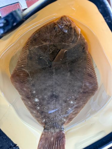 川尻漁港（日立）