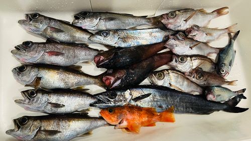 クロムツの釣果