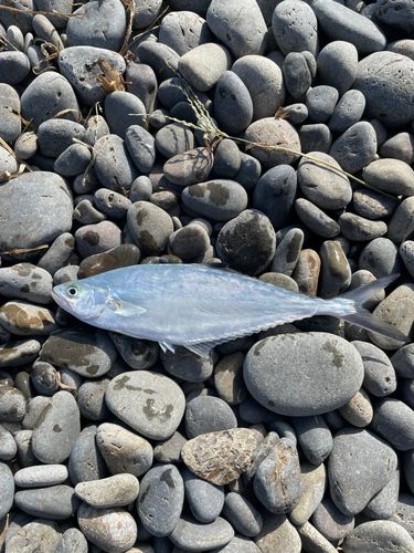 イケカツオの釣果
