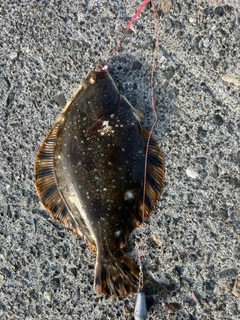 マツカワの釣果