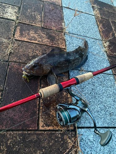 アイナメの釣果