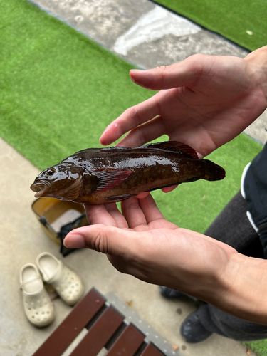 アイナメの釣果