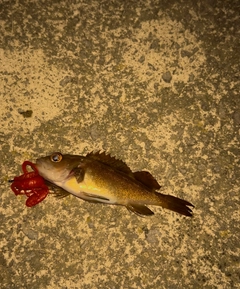 エゾメバルの釣果