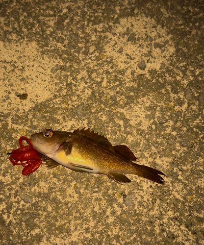 エゾメバルの釣果